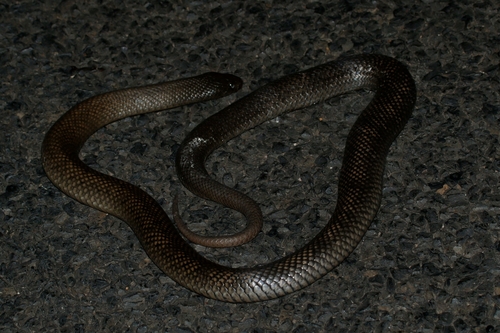Blue-bellied Black Snake sighting