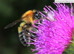 Bombus opulentus