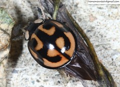 Aiolocaria hexaspilota