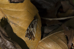 Oxeoschistus tauropolis tauropolis