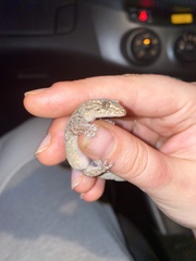 Christinus marmoratus