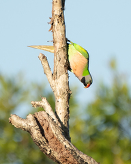 Psittacula alexandri fasciata