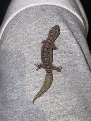 Christinus marmoratus