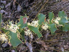 Hakea prostrata