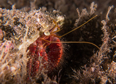 Dardanus crassimanus