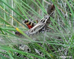 Arcyptera microptera