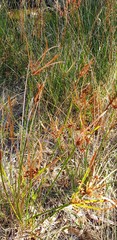Cyperus vaginatus