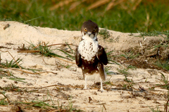 Macheiramphus alcinus