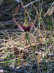 Caladenia pectinata