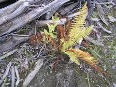 Hylotelephium verticillatum