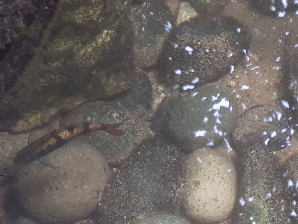 Tambraparini Barb