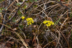 Draba pilosa