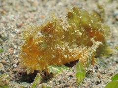 Antennarius striatus