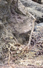 Pseudalsophis hephaestus