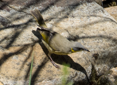Ptilotula keartlandi