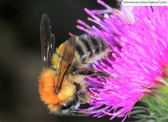 Bombus opulentus