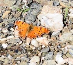 Polygonia egea