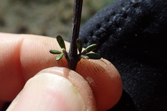 Olearia bullata