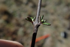 Olearia bullata