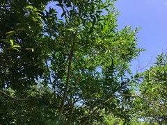 Cestrum laevigatum