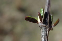 Olearia bullata