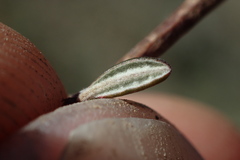 Olearia bullata