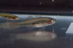 Hypseleotris