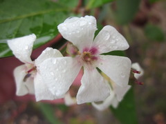 Billardiera floribunda