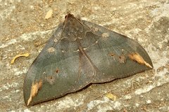 Ischyja ferrifracta