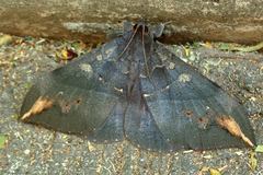 Ischyja ferrifracta