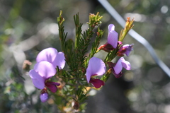 Gompholobium scabrum