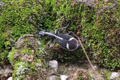 Cypholoba graphipteroides