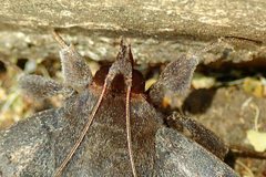 Ischyja ferrifracta