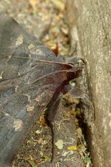 Ischyja ferrifracta