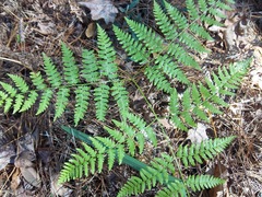 Pteridium caudatum