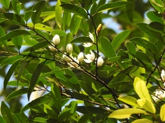 Magnolia compressa