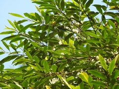 Magnolia compressa