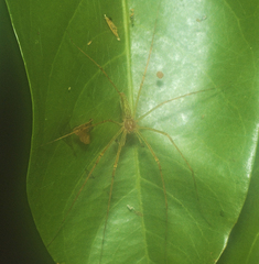 Hygropoda lineata