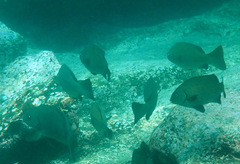 Girella elevata