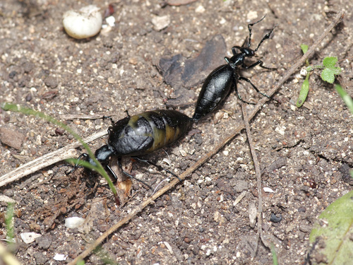 Buttercup Oil Beetle photo 3
