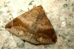 Bastilla amygdalis