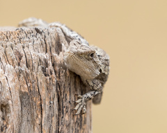 Amphibolurinae