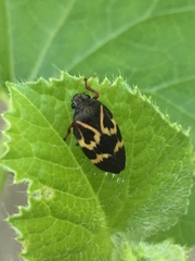 Deois flexuosa