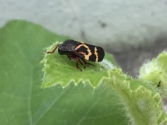 Deois flexuosa