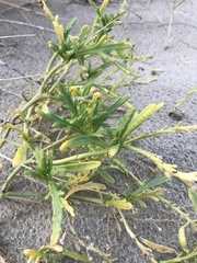 Cakile maritima integrifolia