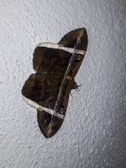 Hemeroblemma mexicana