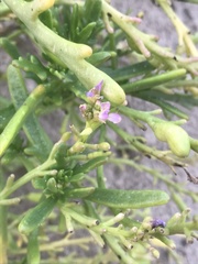 Cakile maritima integrifolia