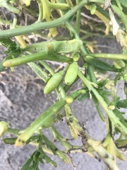 Cakile maritima integrifolia