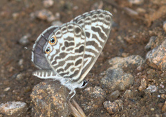 Leptotes plinius plinius