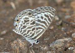 Leptotes plinius plinius